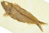 Detailed Fossil Fish (Knightia) - Wyoming #367442-1
